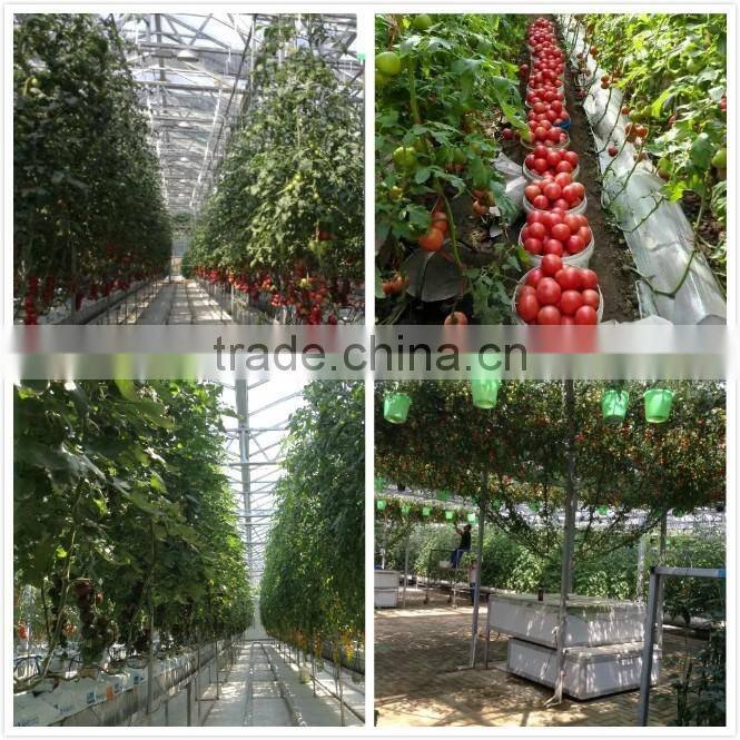 Tomato seeds red tomato seeds anti TY General F1