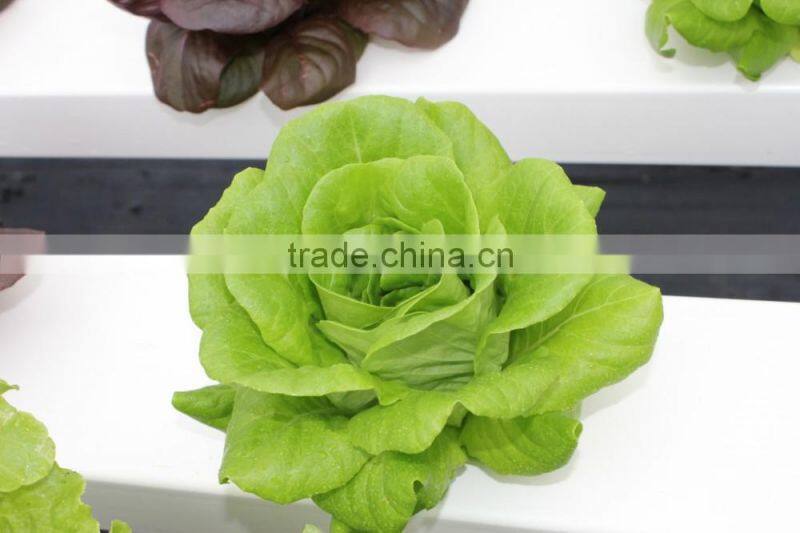 NFT gully for lettuces