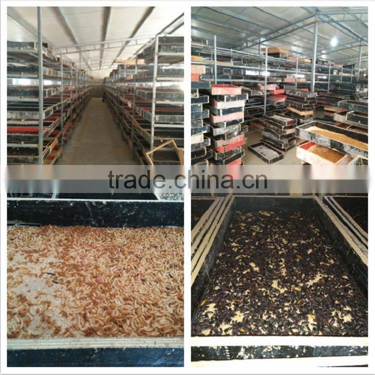 Pet Food Tenebrio Molitors &Dried Mealworm