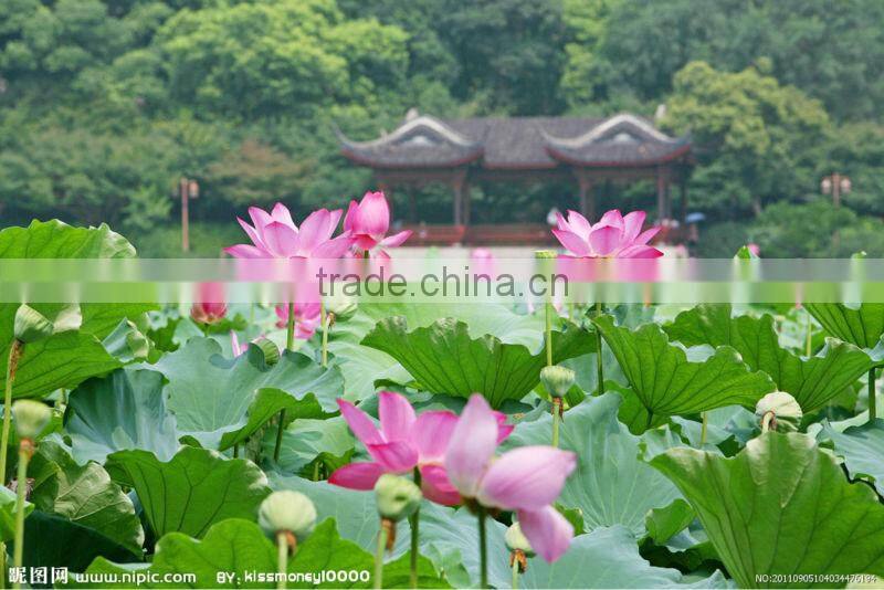 Special membrane HDPE liner for Lotus fish keeping and aquaculture pond liner
