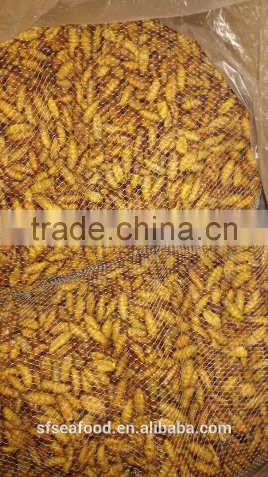 popular seafood in Thailand Frozen Silkworm Chrysalis