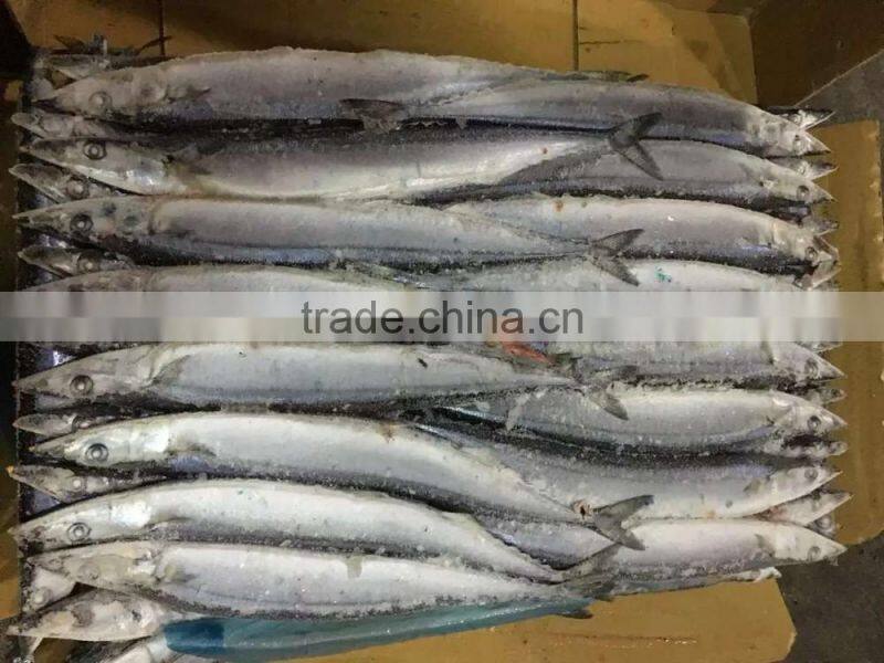 2016 High Quality Frozen Pacific Saury