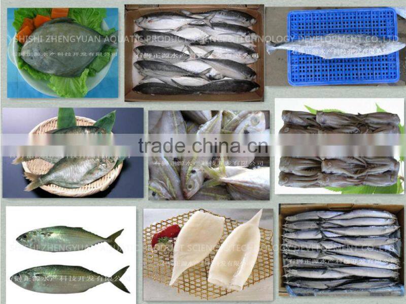 whole round frozen sardine fish