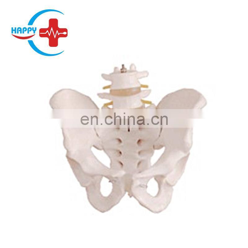 HC-S230 High quality Human body Nature size Pelvis Model with Lumbar vertebrae/Pelvis and Lumbar spine model