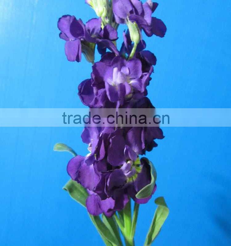 New best sell violet purple plant