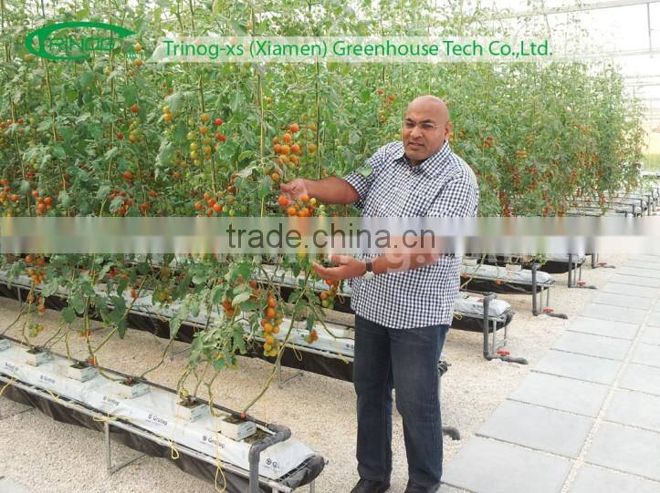 NFT hydroponics cultivation system for lettuce