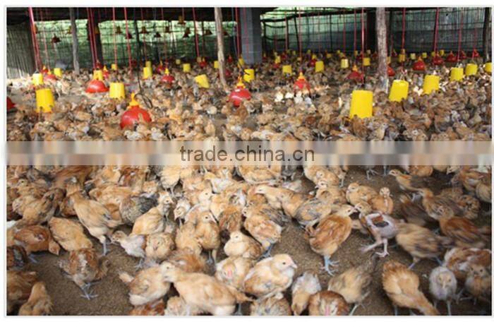 poultry farm equipment plastic plasson chicken duck water fountain