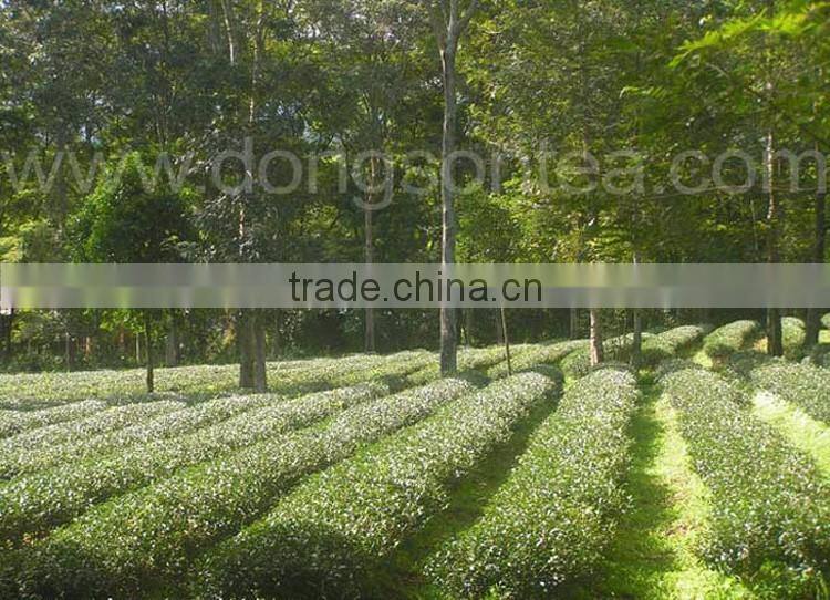 Oriental Beauty tea from Vietnam