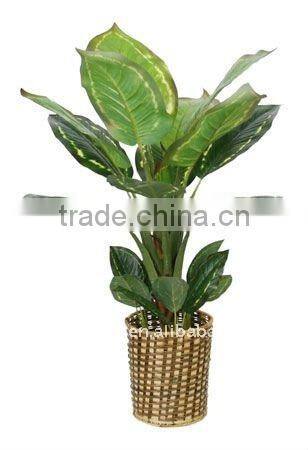 Artificial Dieffenbachia