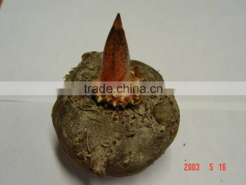 Konjac gum base huge konjac plantng area owned natural addtive