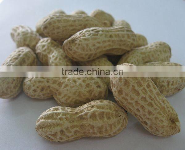 Chinese peanut kernels(virgina type)