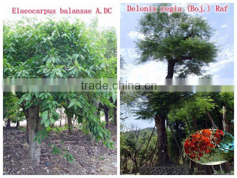 for outdoor landscaping ornamental bonsai plants