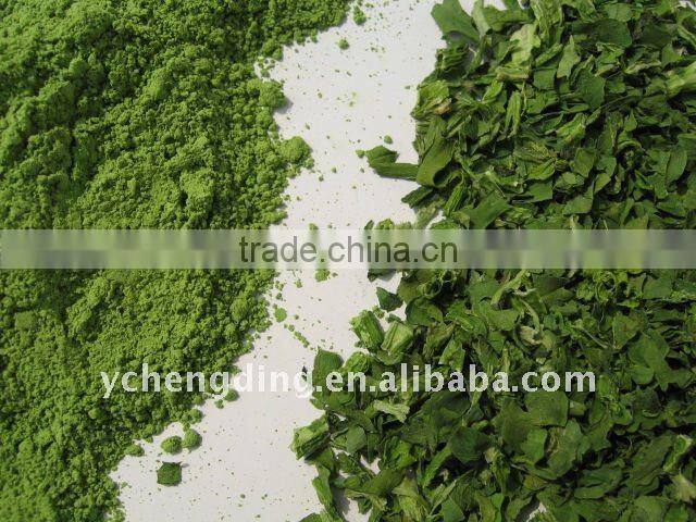 2013 New Crop Spinach Powder
