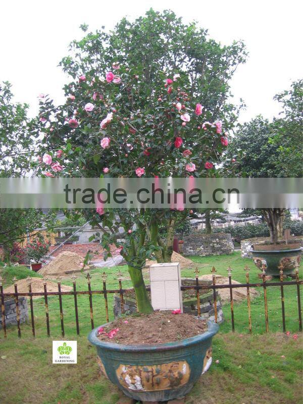 Camellia japonica Tree Plant