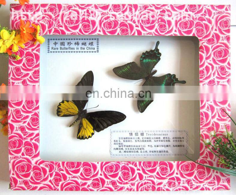 2015 new coming 100 Real Butterfly Mounted in Frames - Decoration & Gifts