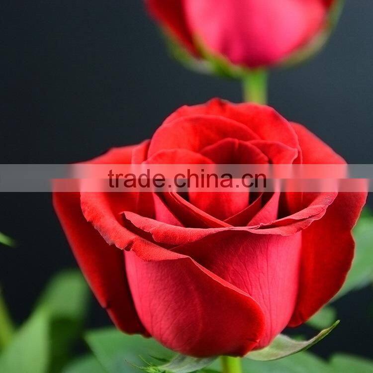 Color Carola table centerpieces single rose