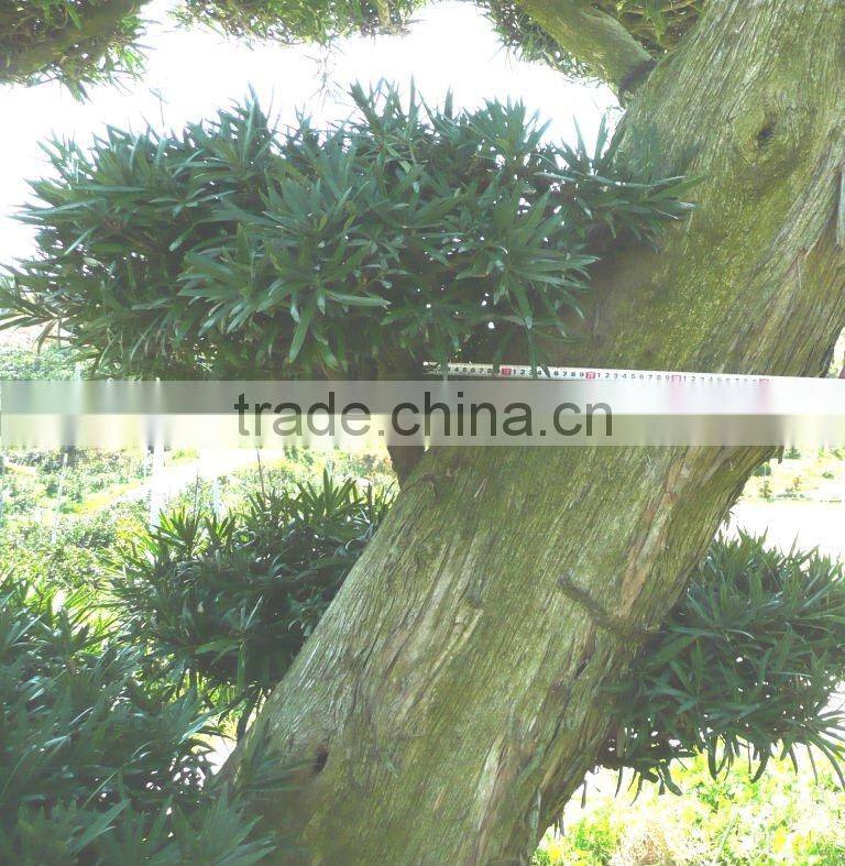 Podocarpus macrophyllus Bonsai tree