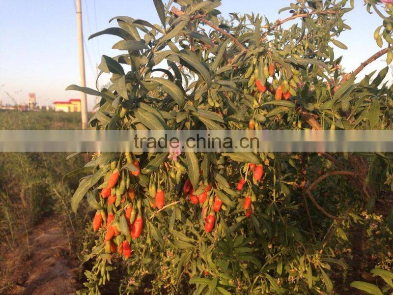 Zhongning Goji Red Goji Berry