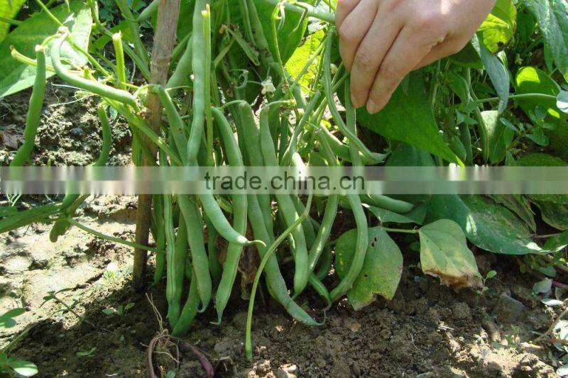 Chinese bean seeds specially hot products in India market