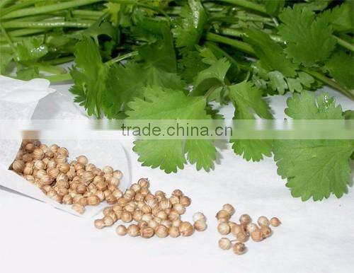 CORIANDER SEED OIL