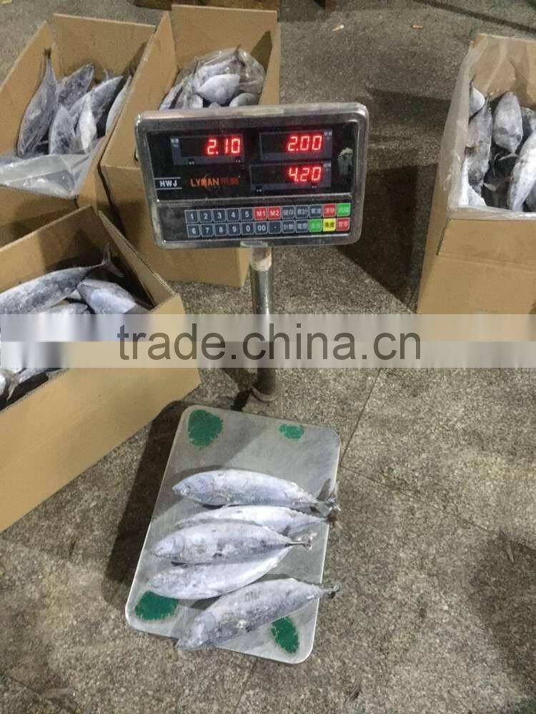 300-500g Seafrozen Bonito fish Auxis Thazard