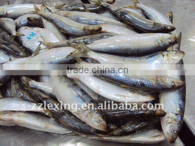 frozen whole round sardine for bait