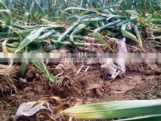 different rows ginger garlic potato harvester machine
