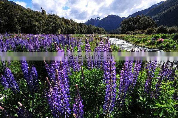 2015 Factory Production 0.4x Super Wide Angle Lens cell phone With case