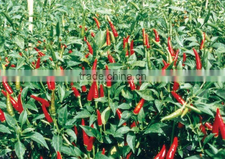 FRESH RED CHILI FROM VIETNAM