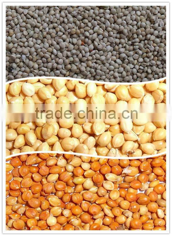 GREEN MILLET IN HUSK FOR BIRD FEEDS