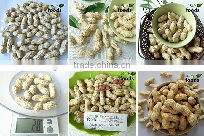 Raw Peanuts Inshell New Crop