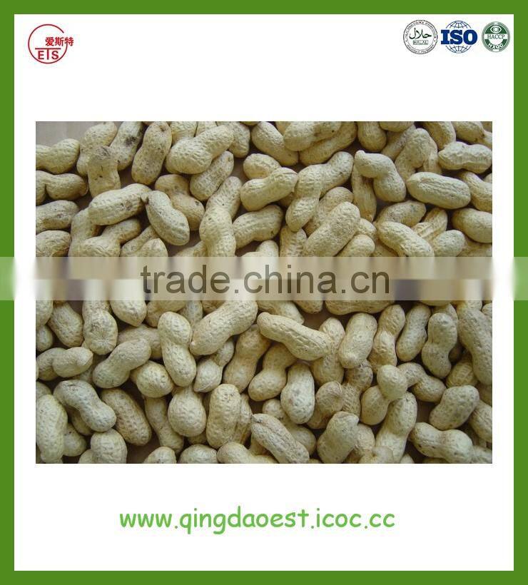 Good quality Shandong peanut in shell with best price