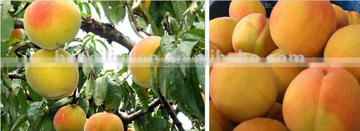 fresh peach in syrup sweet yellow peach