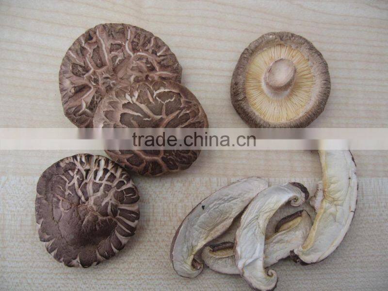 Hot new products for 2015 Mushroom made in china alibaba
