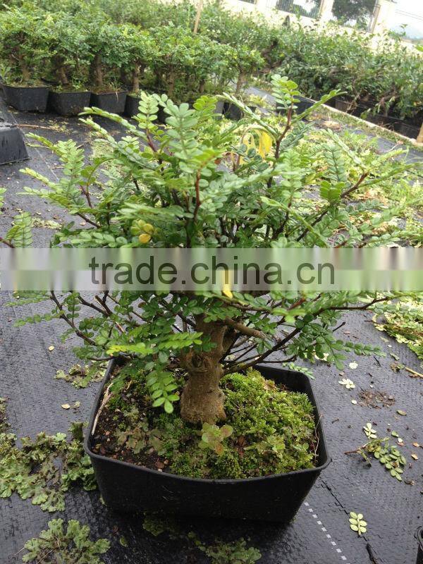 Zanthoxylum Odorum bonsai nursery