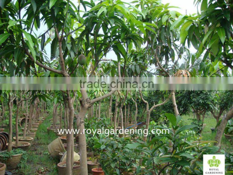 Mangifera indica outdoor fruit trees