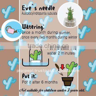 Miniplant "Eve's needle" mini succulent plant with mobile phone strap