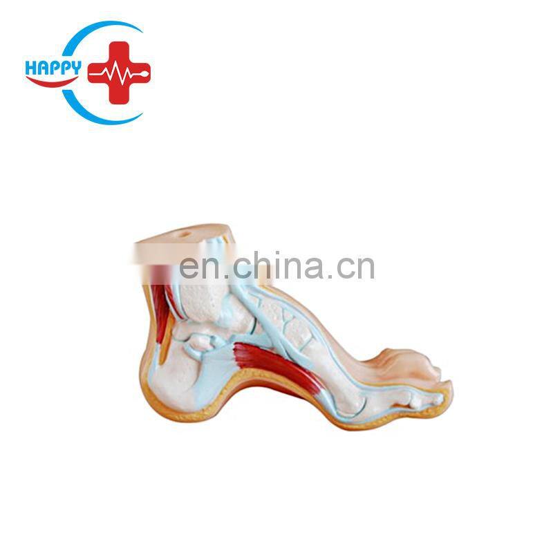 HC-S274 Normal foot/flat foot/arched foot model,Medical Human Anatomical foot model