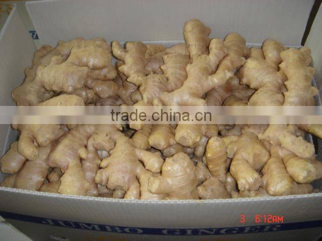 150g and up fresh ginger