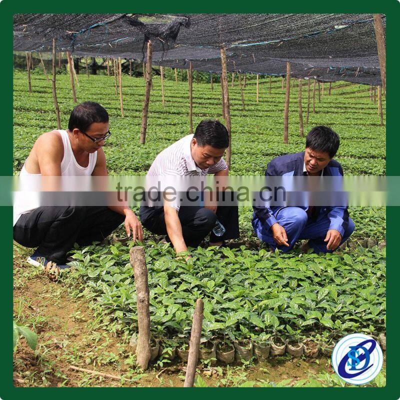 Natural Processed Coffee Green Beans from Laos