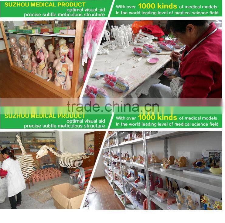 Biological Teaching Aids Anatomic Dog Ear Model