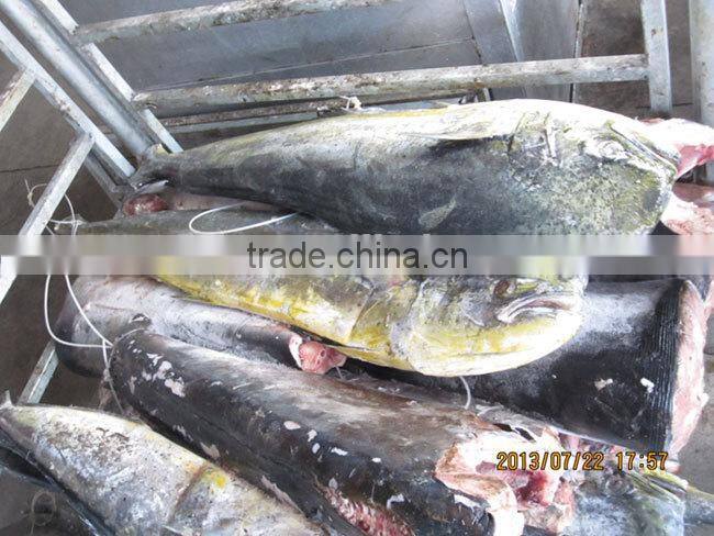 frozen giant mahi mahi whole for sale