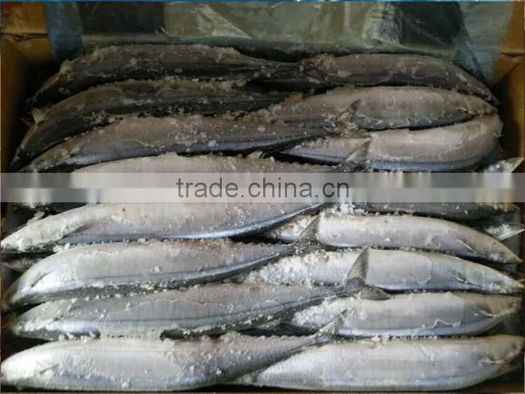 new product 2016 fish bait frozen pacific saury mackerel