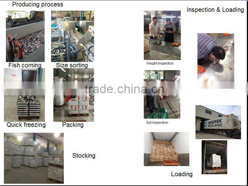 Individual Quick Frozen Tilapia Fish Whole Round