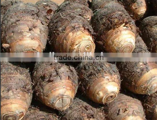 continuous screw taro washing peeling machine 0086-15037185761