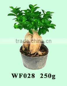 bonsai- ficus microcarpa
