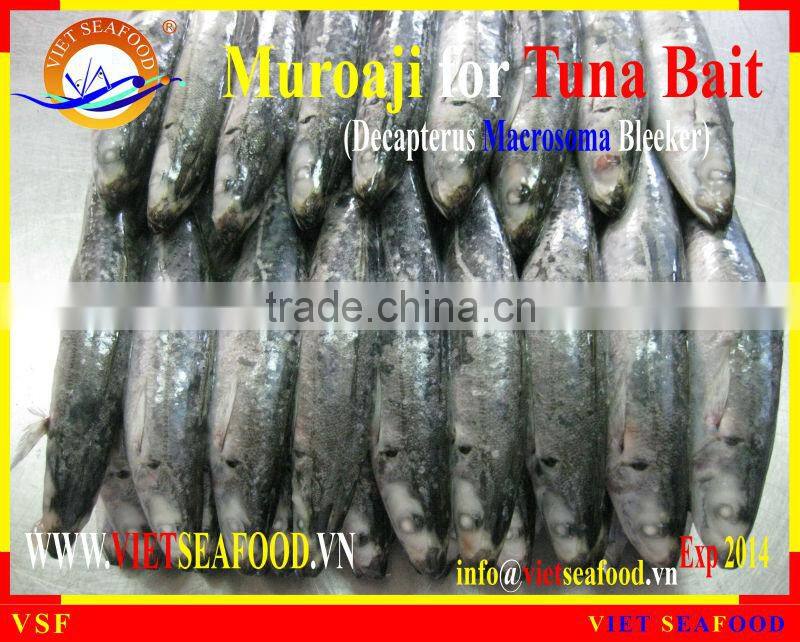 MUROAJI FOR TUNA BAIT