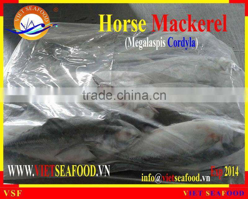 FROZEN W/R HORSE MACKEREL