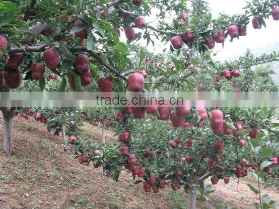 himachal apples from apple hometown