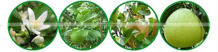 2015 new Chinese fresh grapefruit honey pomelo for selling